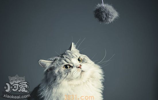 猫胡须剪了还会长吗(图3)