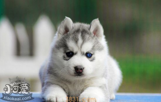 买哈士奇幼犬怎么挑选 怎么能判断哈士奇幼犬是否健康?(图1)