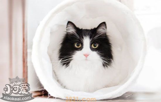 猫感冒一般几天自愈(图1)