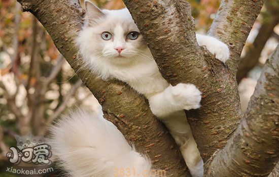 猫发怒的声音(图1)