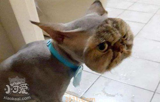 猫掉毛可以把毛剃掉吗(图1)