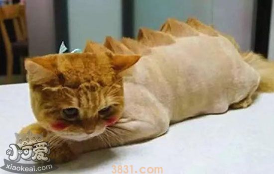 猫掉毛可以把毛剃掉吗(图2)