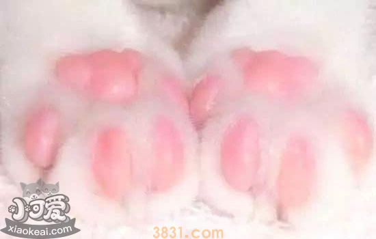 猫的脚垫有什么作用(图1)