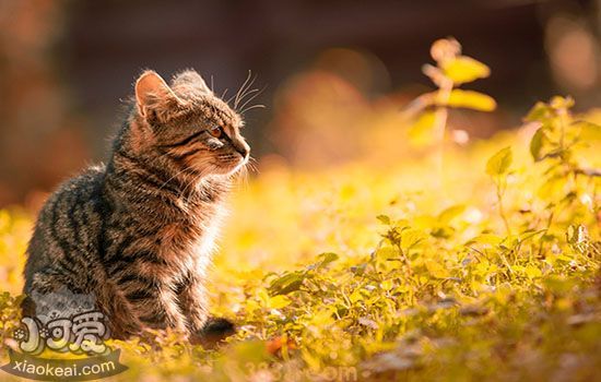 猫得猫瘟的症状(图1)