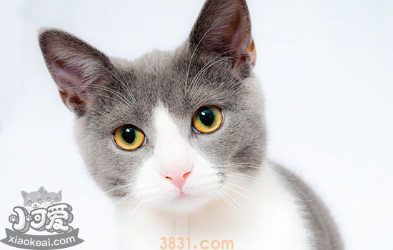 猫得猫瘟的症状(图2)