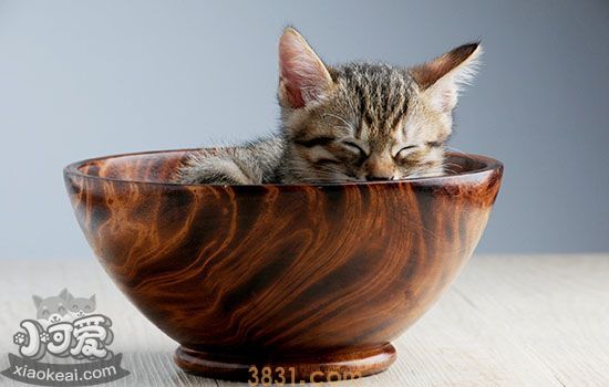 猫胆小怎么办(图1)