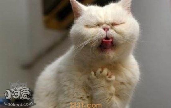 猫薄荷对猫有害吗 什么时候应该喂食猫薄荷(图2)