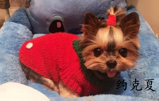 有点像雪纳瑞的狗是什么 可别弄混了它们哦(图1)