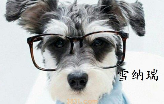 有点像雪纳瑞的狗是什么 可别弄混了它们哦(图2)