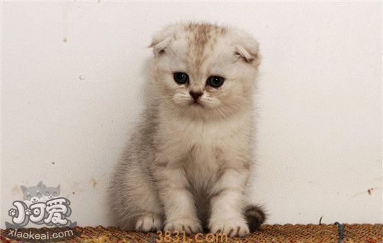 折耳猫遗传病 看到这个病你心疼吗(图1)