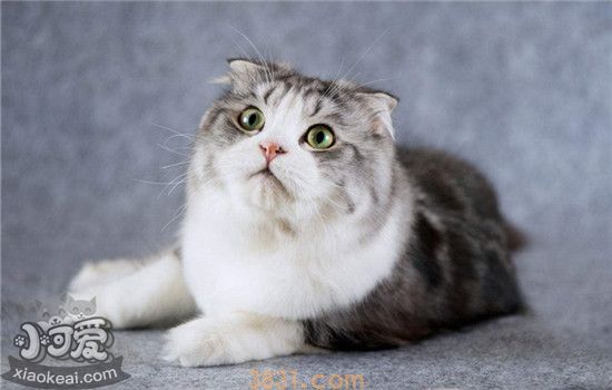 折耳猫遗传病 看到这个病你心疼吗(图2)