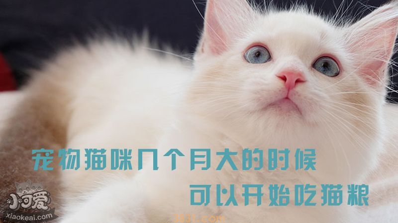 宠物猫咪几个月大的时候可以开始吃猫粮?(图1)