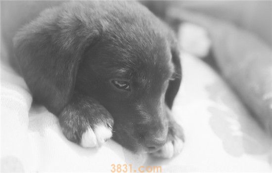 什么狗的服从性比较好 中华田园犬必须拥有姓名(图2)