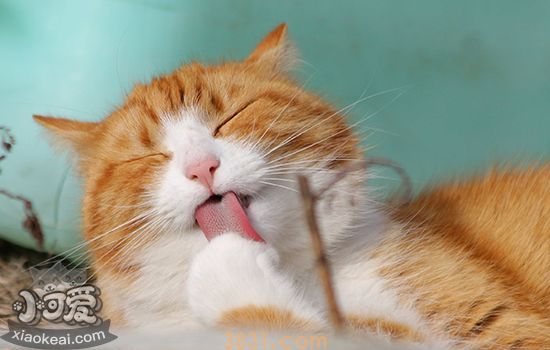 被小猫咬了一个小眼儿(图3)