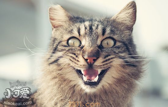 被猫抓了一下轻微破皮没出血(图1)