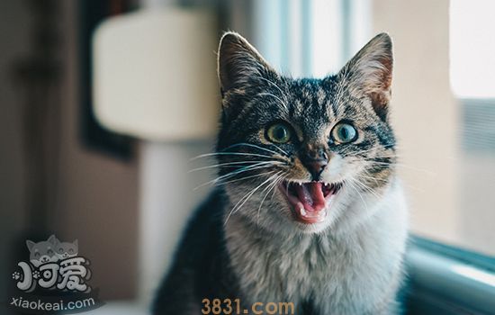 被猫抓了一下轻微破皮没出血(图2)