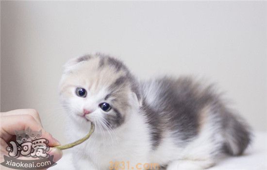 2个月小猫多久大便一次(图1)