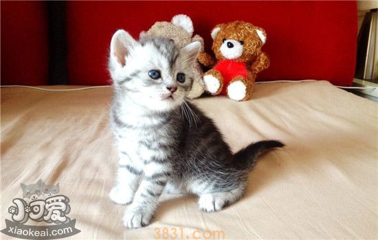 2个月小猫多久大便一次(图2)