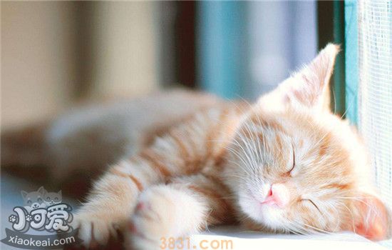 2个月小猫多久大便一次(图3)