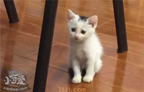 2个月小猫多久大便一次(图4)
