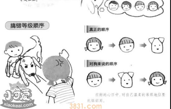 狗的阶级制度 狗群之间保持和平的小秘密(图3)