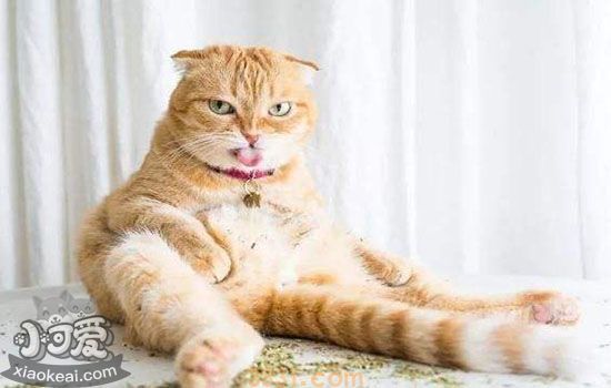 猫薄荷可以拌猫粮吗 意料之外可以治挑食(图1)