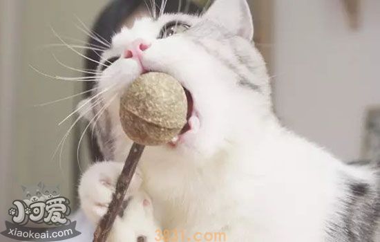 猫薄荷化毛吗 撸猫神器还有哪些你不知道的妙用(图1)