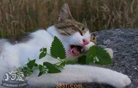 猫薄荷粉末怎么使用 猫薄荷是如何成为猫咪的快乐源泉的?(图1)
