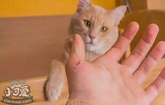 被猫抓伤怎么办 视情况而定是否打疫苗(图1)