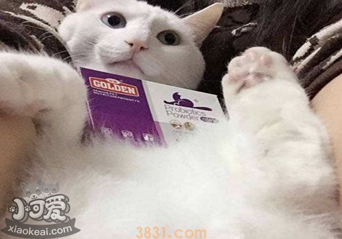 被猫抓伤怎么办 视情况而定是否打疫苗(图2)