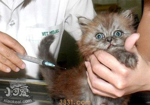 被猫抓伤怎么办 视情况而定是否打疫苗(图3)