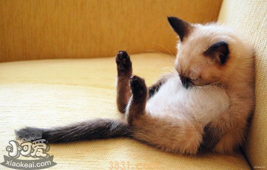 被猫抓伤怎么办 视情况而定是否打疫苗(图4)