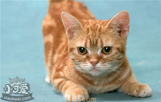 猫掉毛严重怎么办 生理性还是病理性要分清(图1)
