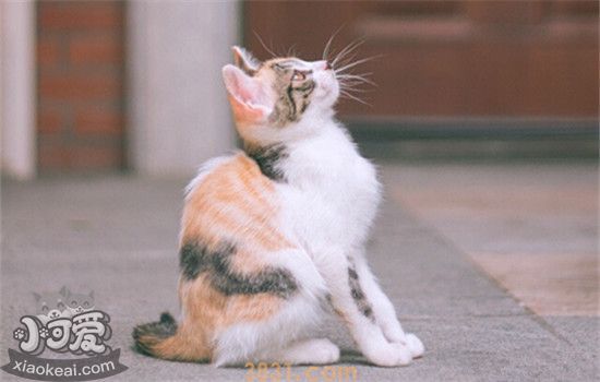 猫掉毛严重怎么办 生理性还是病理性要分清(图2)