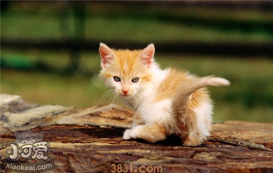 猫掉毛怎么清理 毛发清理大作战如何取胜(图1)