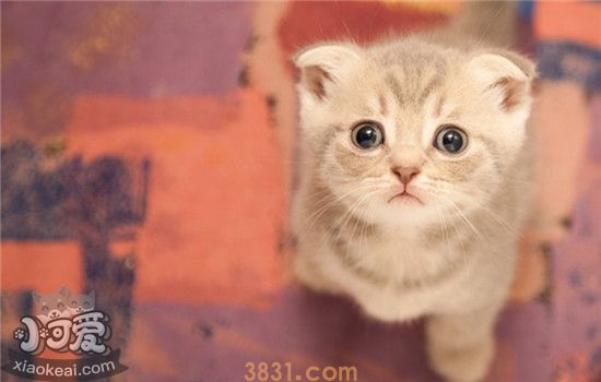 猫掉毛吃什么好 春季如何给猫调整饮食结构(图1)