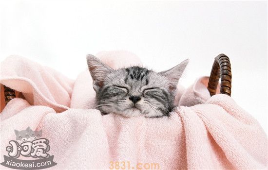 猫掉毛可以把毛剃掉吗 猫剃毛后会怎么样(图1)