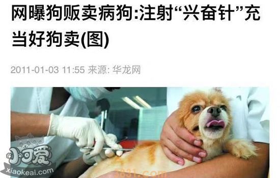 买狗的时候怎么挑选 买狗时就选“最活泼最壮”的做法对吗(图5)