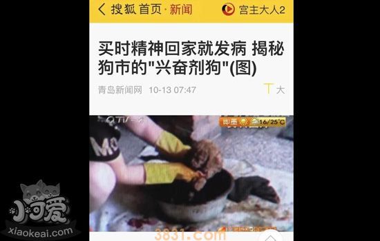 买狗的时候怎么挑选 买狗时就选“最活泼最壮”的做法对吗(图4)