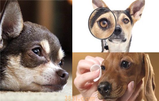 怎么挑选幼犬 所有幼犬都可参考这篇文章(图2)