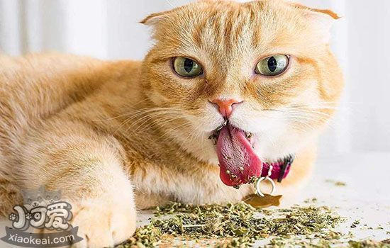 猫发情会不吃东西吗 可从改善食物入手(图1)
