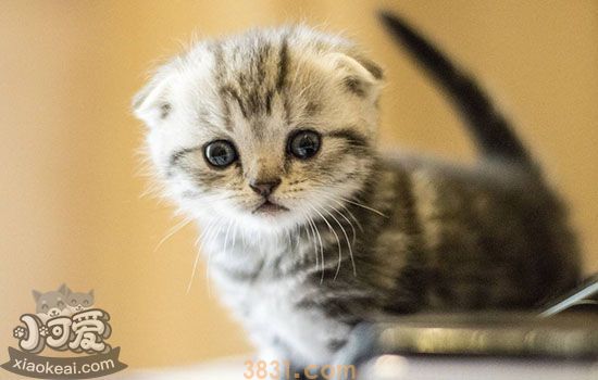 猫发情尿味如何去除  如何有效去除顽固猫尿味(图1)