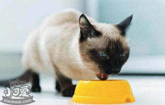 猫咪呕吐是什么原因 造成猫咪呕吐的常见原因(图1)