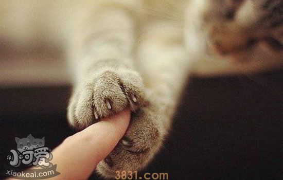 猫发情期会挠人吗 如何谨防猫发情伤人(图1)
