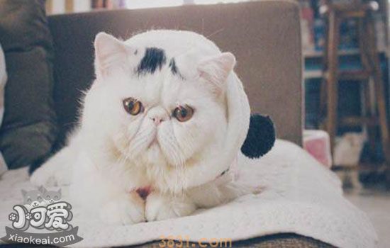 加菲猫发情症状 如何判断加菲猫发情(图2)