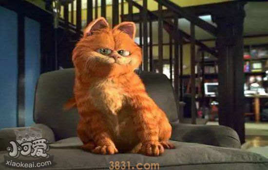 加菲猫发情症状 如何判断加菲猫发情(图1)