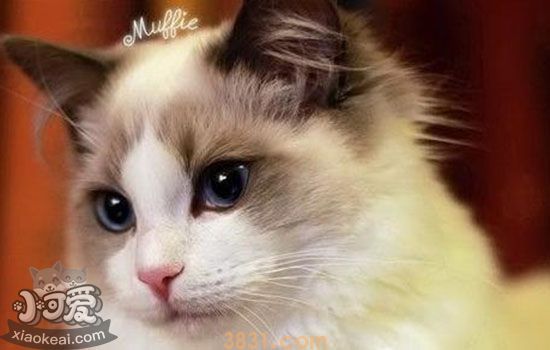 布偶公猫发情症状 如何判断布偶公猫性成熟(图1)