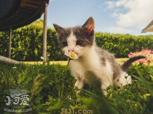 猫咪流产的原因(图3)