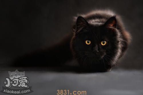 小猫随地大小便怎么办(图1)