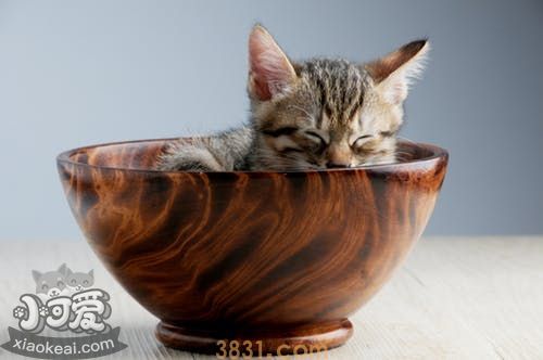 小猫随地大小便怎么办(图3)